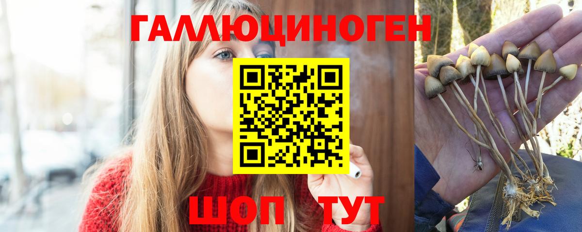 Псилоцибиновые грибы Psilocybe  Вход с VPN  Вольск 